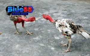 trực tiếp đá gà 67