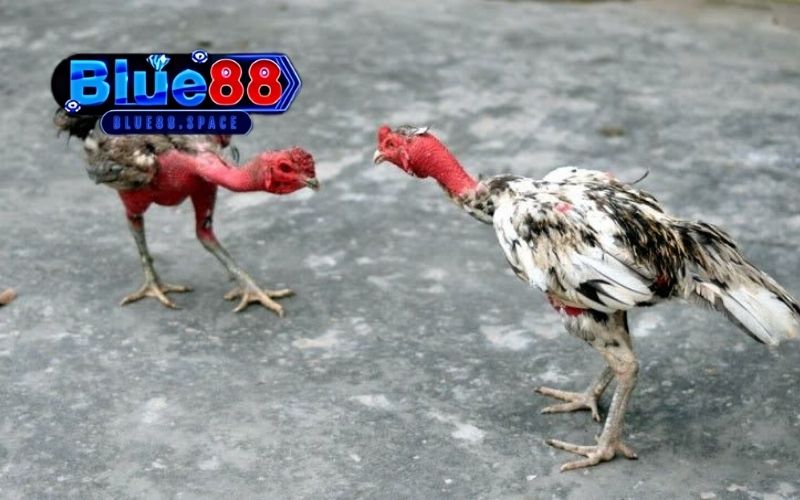 trực tiếp đá gà 67