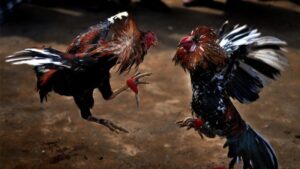 Đá gà cựa dao Blue88