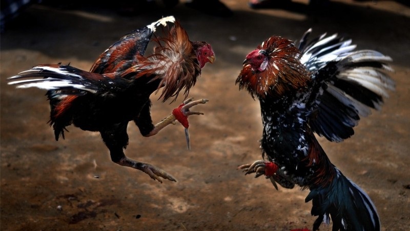 Đá gà cựa dao Blue88