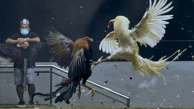 Đá gà cựa dao Blue88