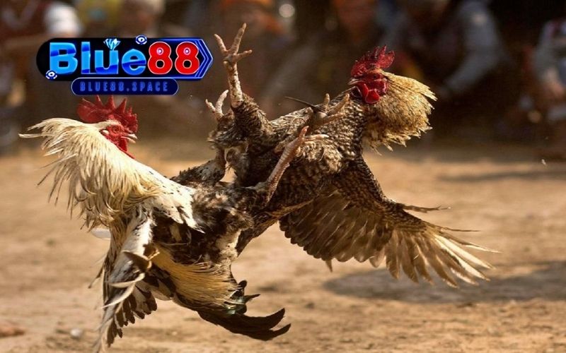 Mẹo chọn gà đá theo ngày: Chọn gà xuất trận hợp phong thủy 3 mẹo chọn gà đá theo ngày