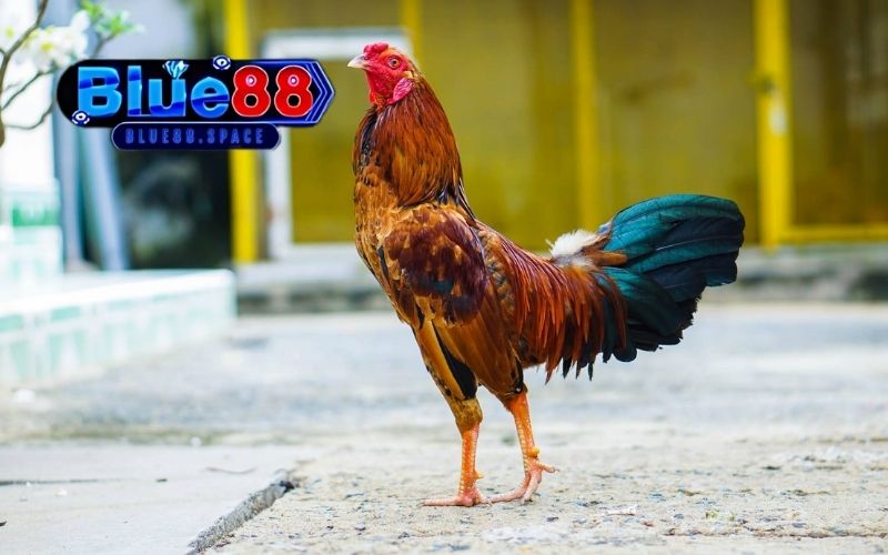 Mẹo chọn gà đá theo ngày: Chọn gà xuất trận hợp phong thủy 2 mẹo chọn gà đá theo ngày