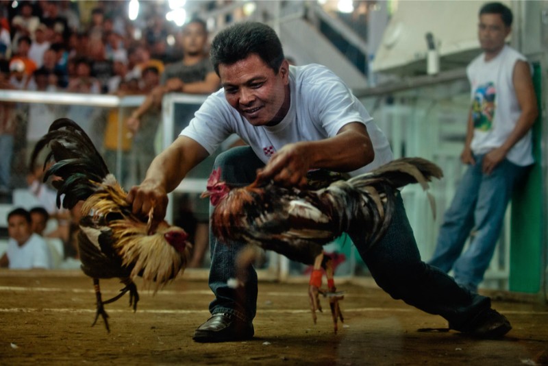 Đá Gà 3 Đá gà Blue88